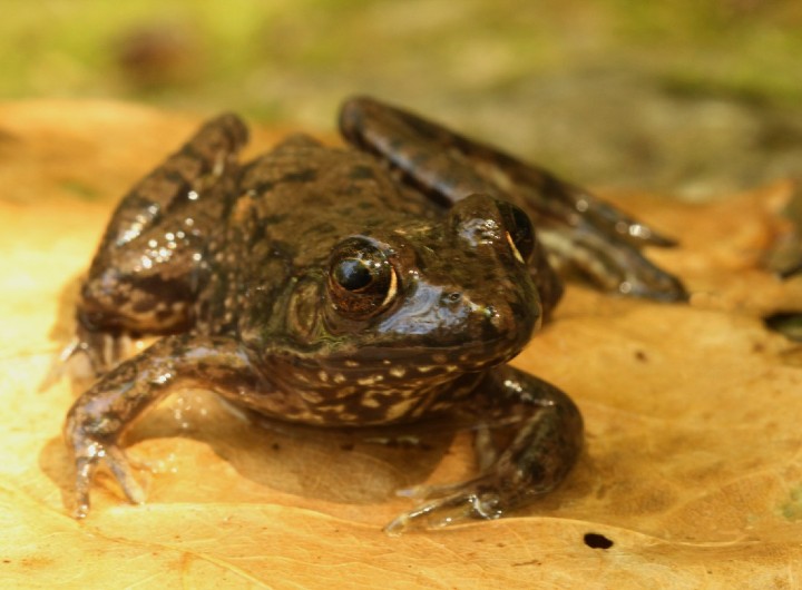 Green Frog